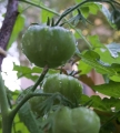 Hochbeet2019_2