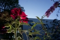 Bienenfreundlich2019
